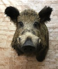 Wildschwein, Offset